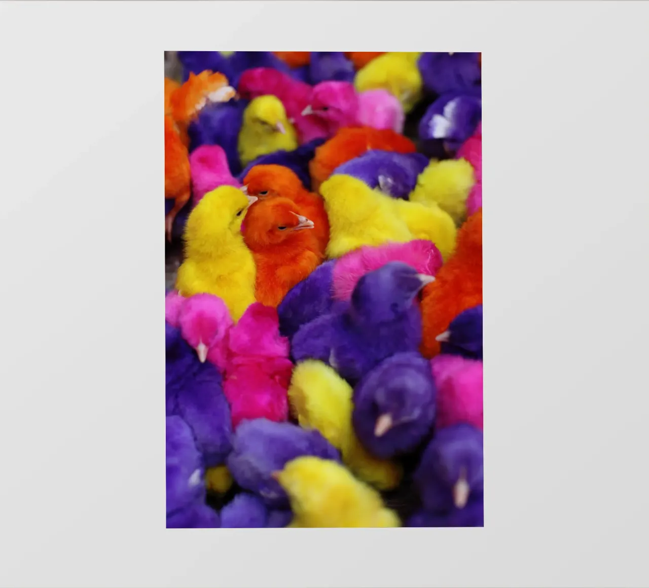 Pulcini colorati in Iran pellicola backlit da fotokunst