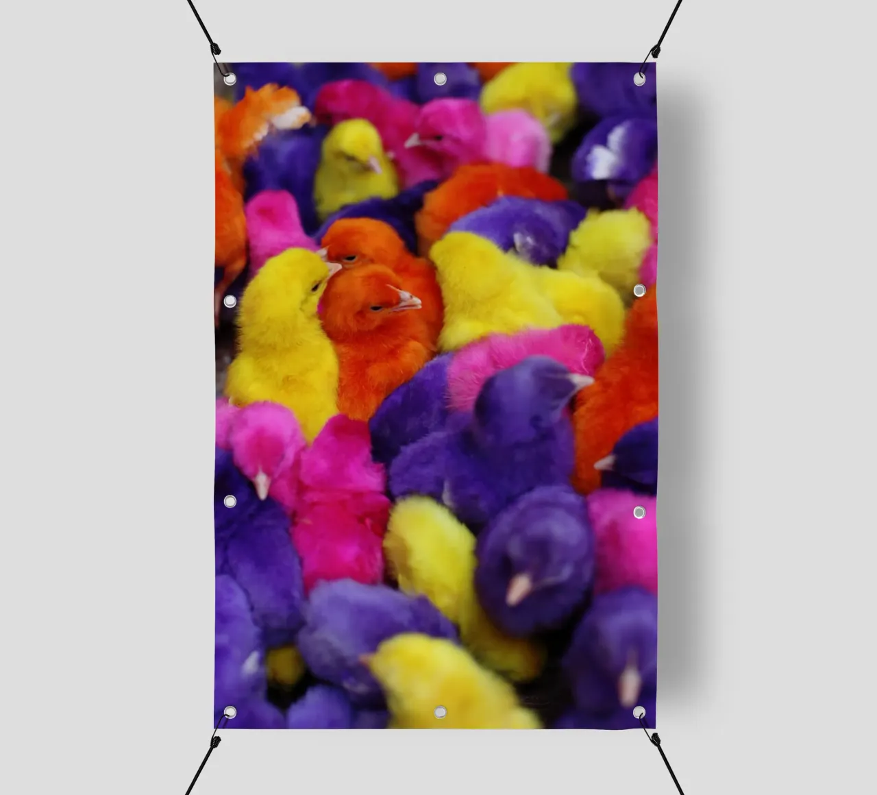 Pulcini colorati telo in pvc da Simon Koy