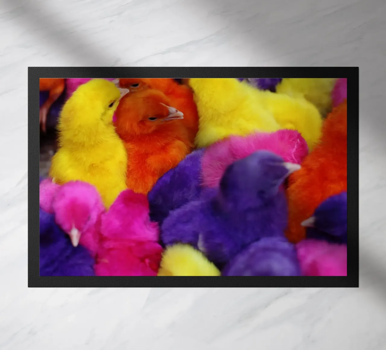 Pulcini colorati in Iran zerbino da fotokunst