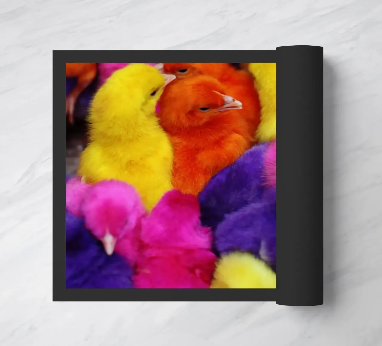 Pulcini colorati in Iran zerbino da fotokunst