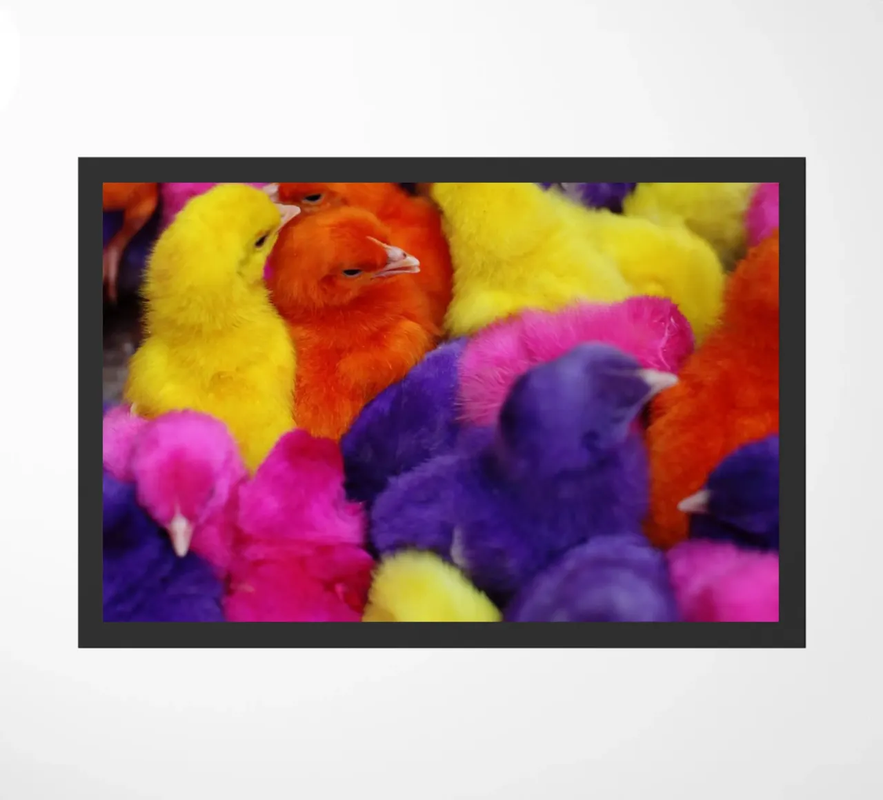 Pulcini colorati in Iran zerbino da fotokunst