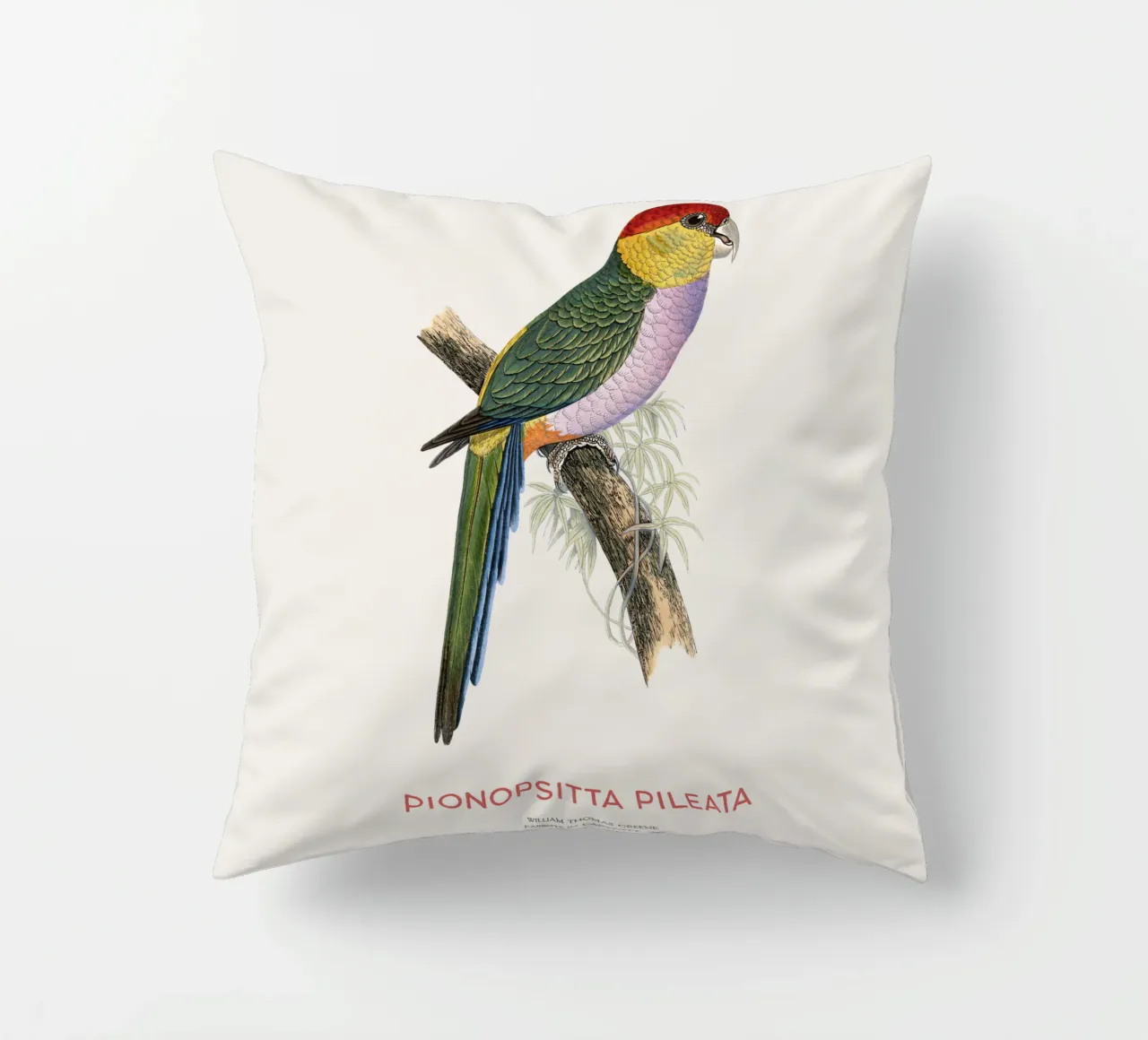 Pappagallo pileato sudamericano o Pionopsitta pileata cuscino da Vintagrafica