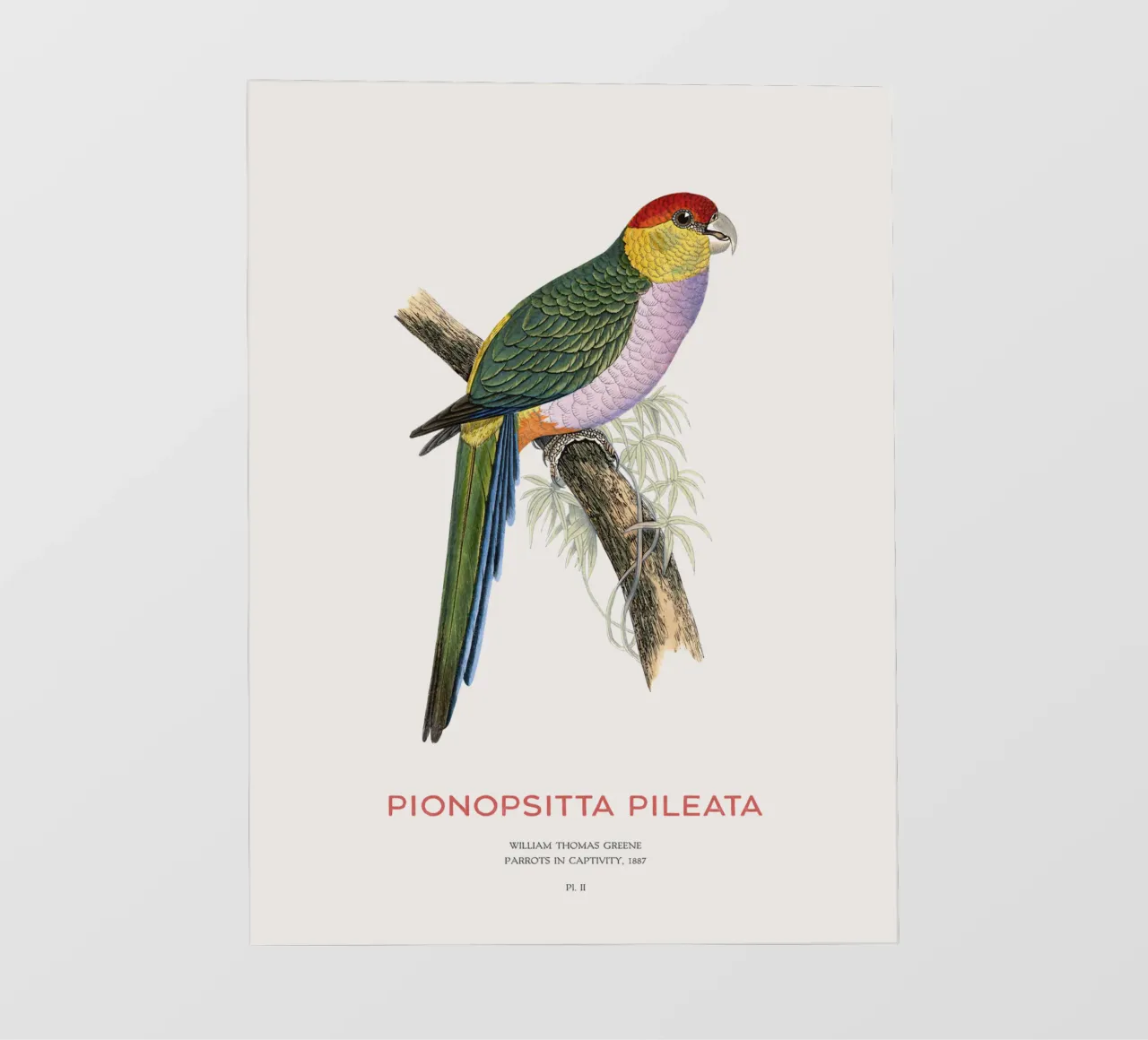 Pappagallo pileato sudamericano o Pionopsitta pileata telo in pvc da Vintagrafica
