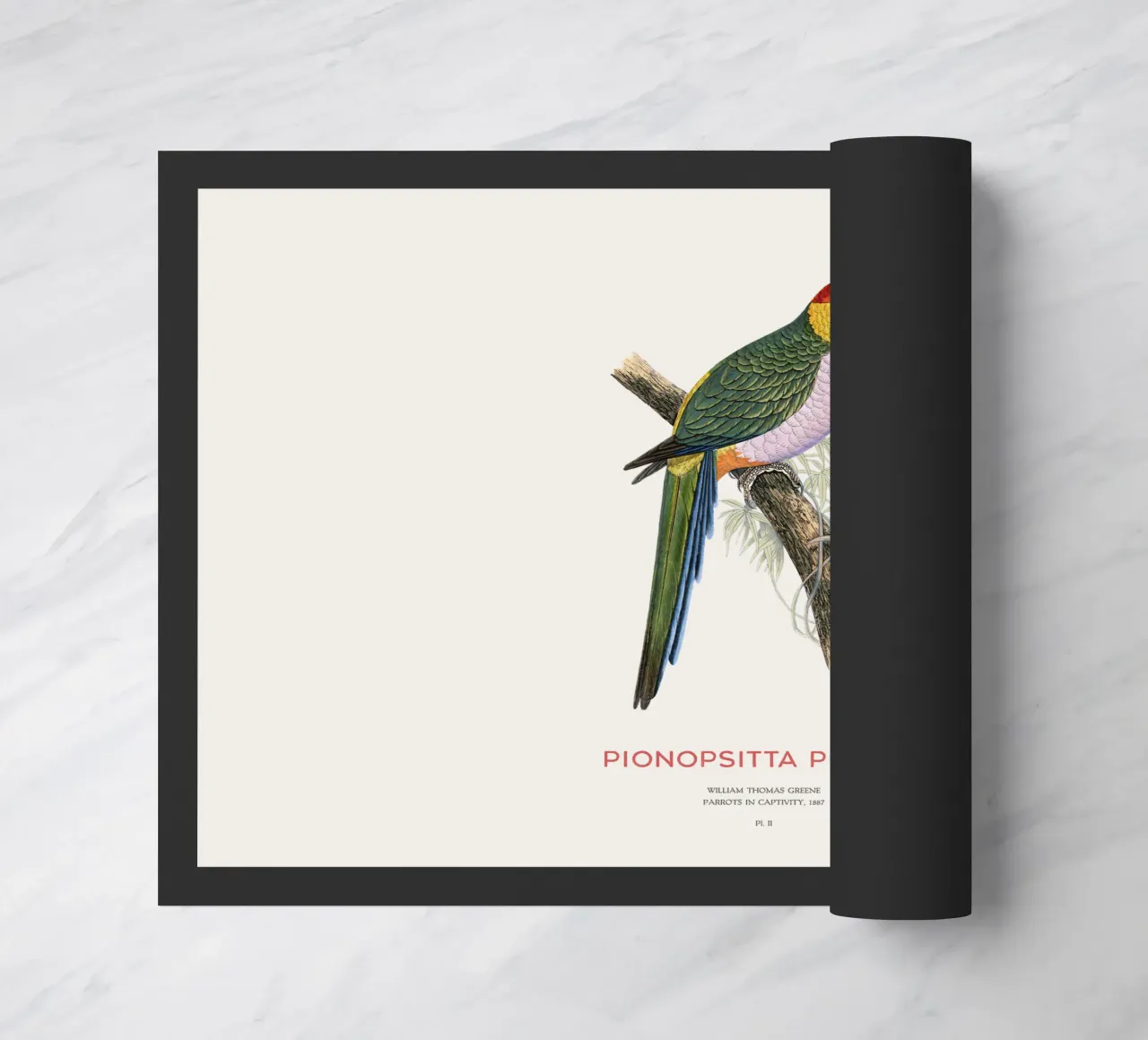 South American pileated parrot or Pionopsitta pileata doormat by Vintagrafica
