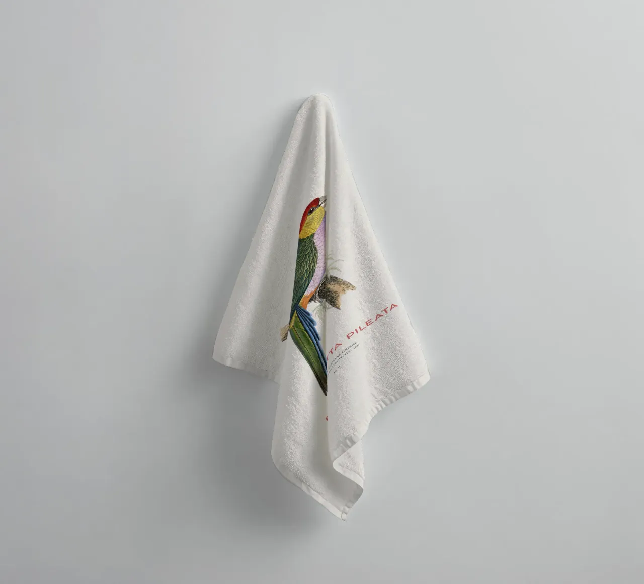 South American pileated parrot or Pionopsitta pileata towel by Vintagrafica