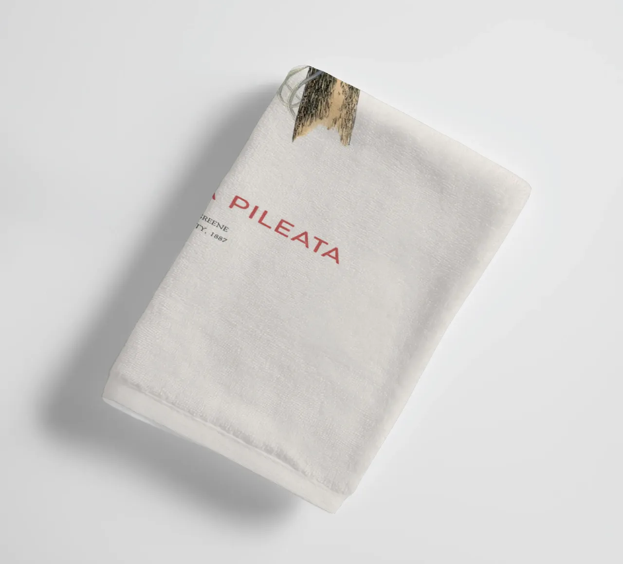 South American pileated parrot or Pionopsitta pileata towel by Vintagrafica