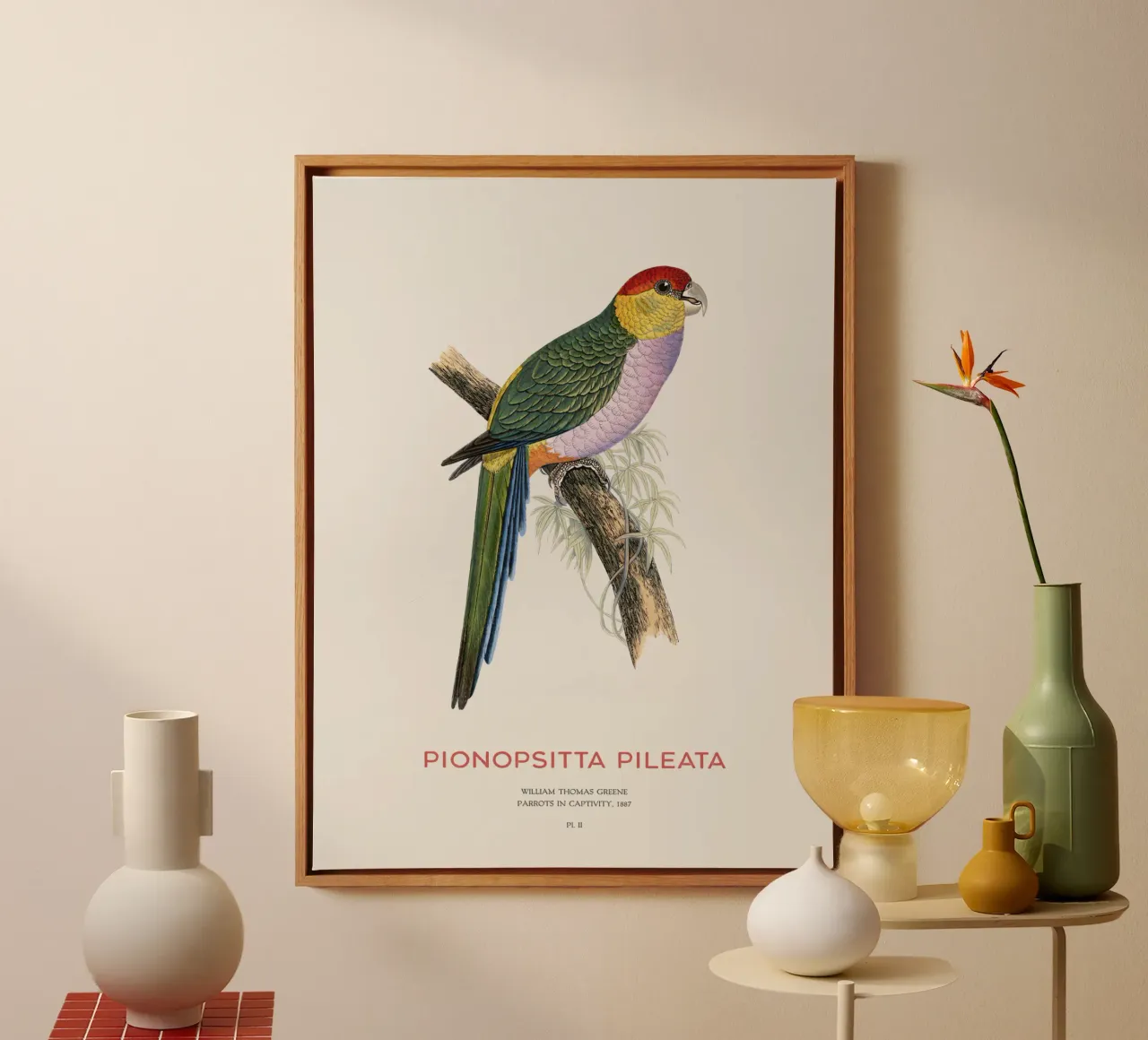 Zuid-Amerikaanse heipapegaai of Pionopsitta pileata canvas van Vintagrafica