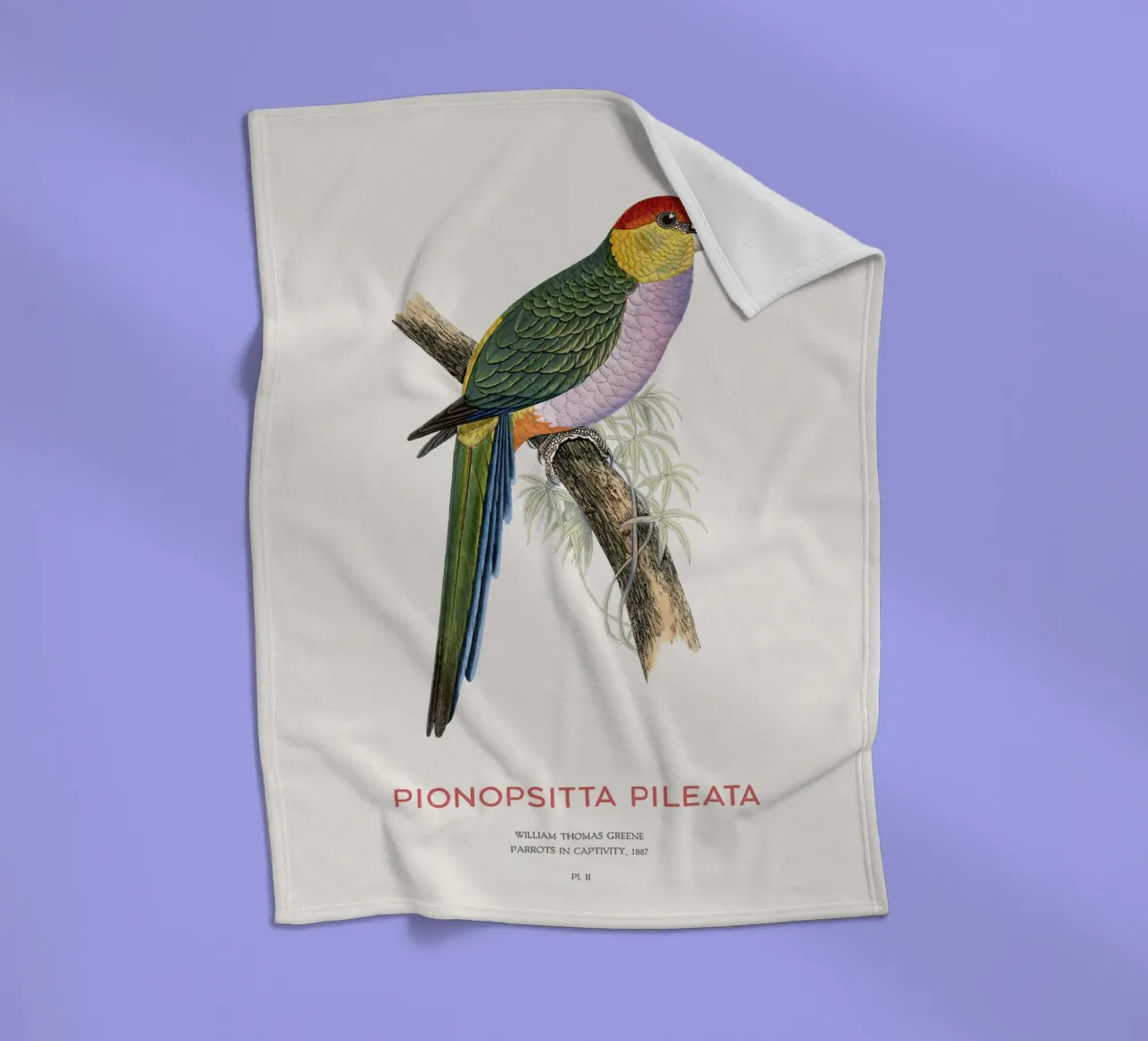 South American pileated parrot or Pionopsitta pileata fleece blanket by Vintagrafica