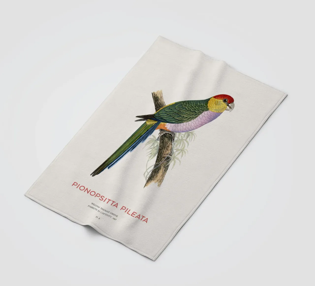 South American pileated parrot or Pionopsitta pileata fleece blanket by Vintagrafica