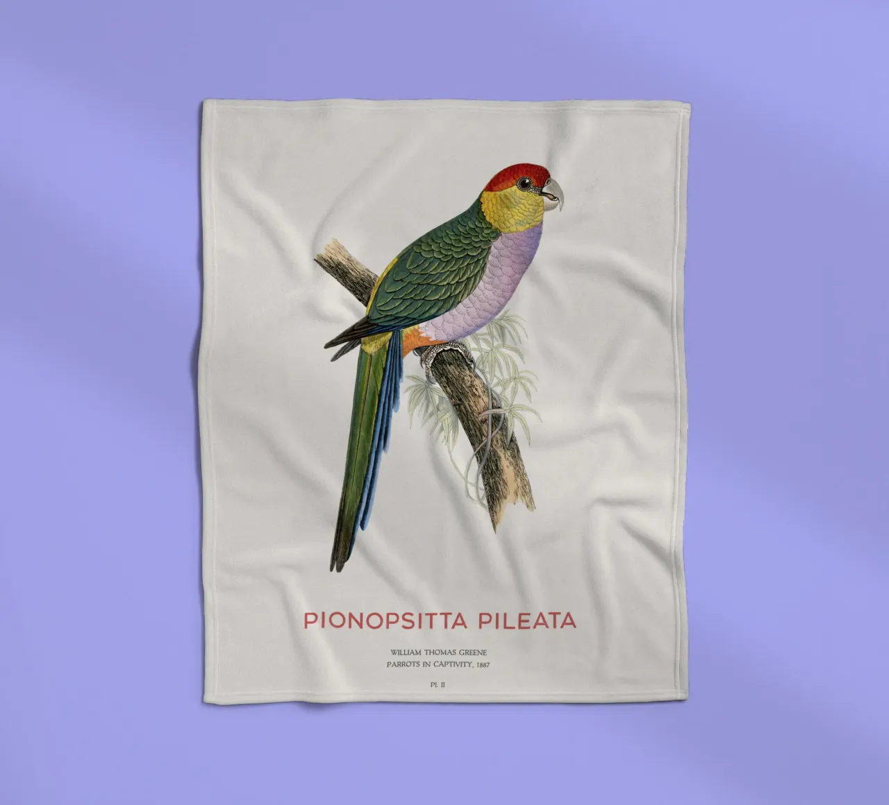 South American pileated parrot or Pionopsitta pileata fleece blanket by Vintagrafica