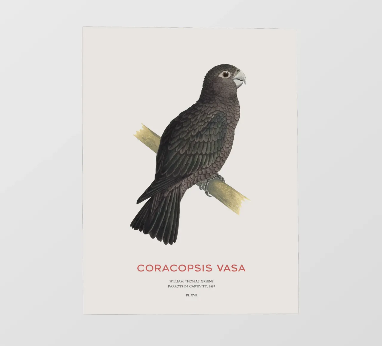 Pappagallo vasa maggiore o Coracopsis vasa telo in pvc da Vintagrafica