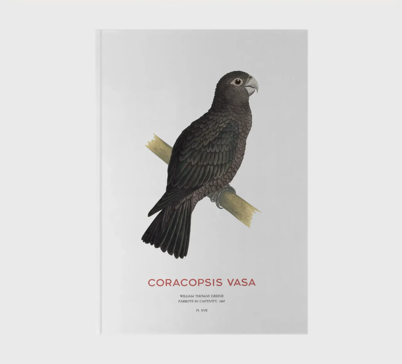 Greater vasa parrot or Coracopsis vasa notebook by Vintagrafica