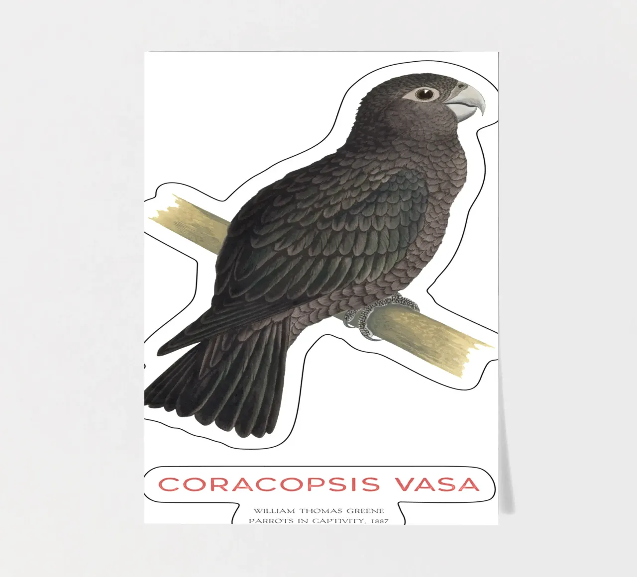 Großer Vasapapagei oder Coracopsis vasa Stickerbogen von Vintagrafica