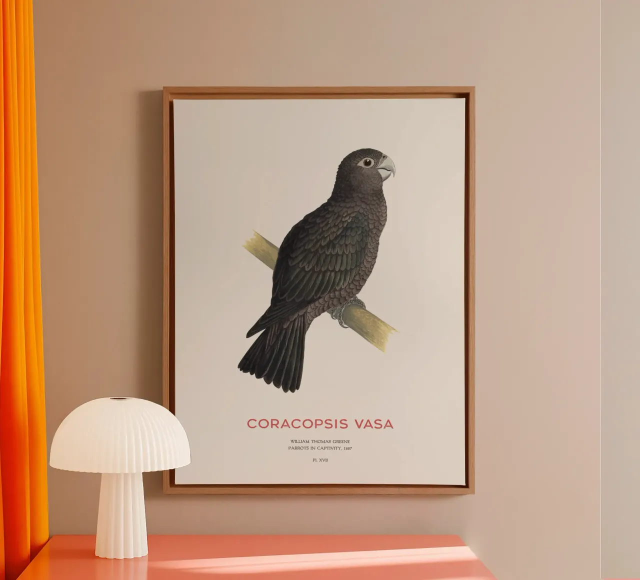 Großer Vasapapagei oder Coracopsis vasa Leinwand von Vintagrafica