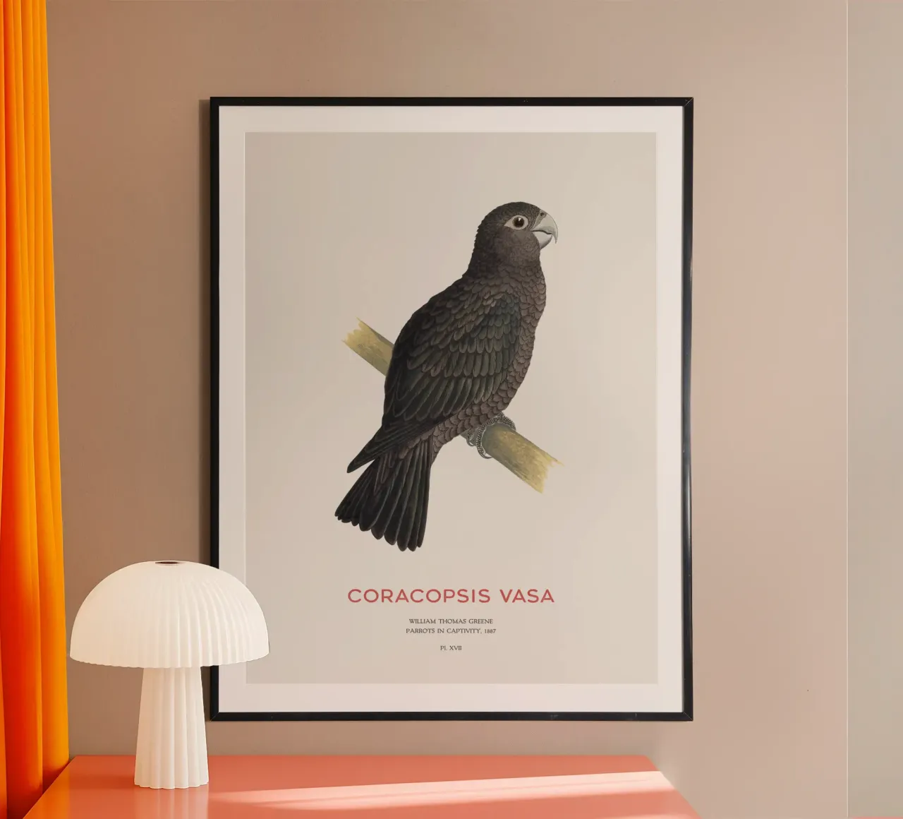 Großer Vasapapagei oder Coracopsis vasa Hahnemühle von Vintagrafica