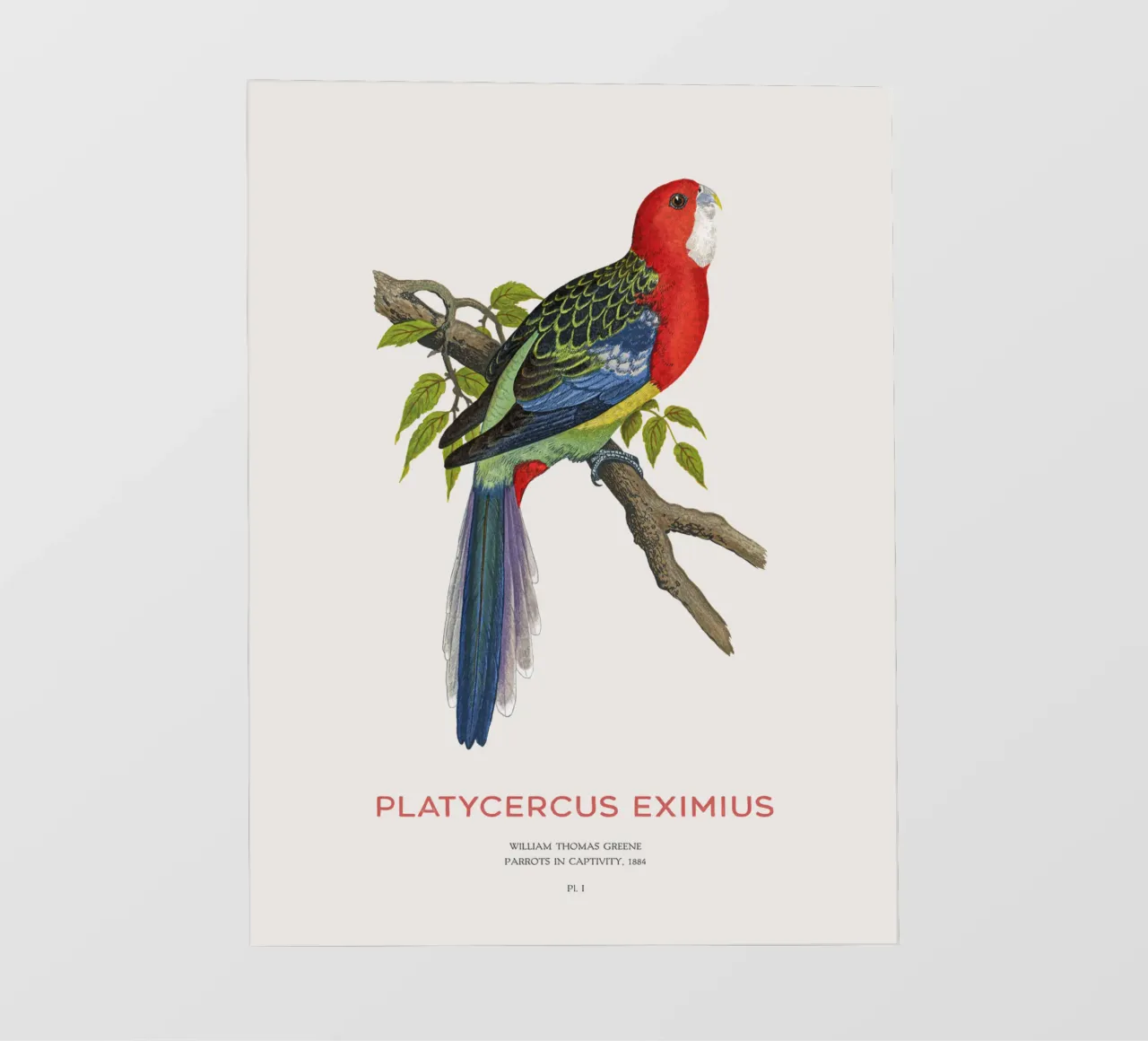 Rosella orientale o Platycercus eximius pellicola backlit da Vintagrafica