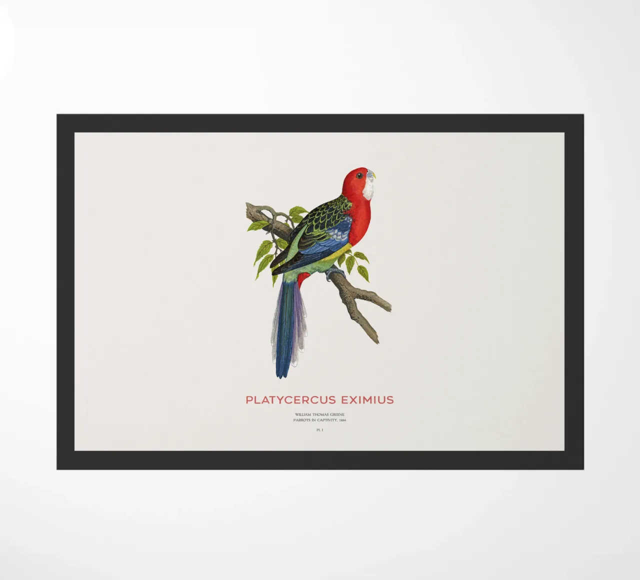 Rosella orientale o Platycercus eximius zerbino da Vintagrafica