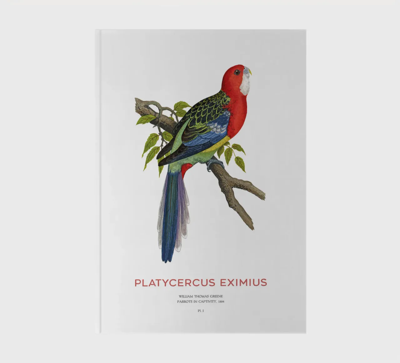 Eastern rosella or Platycercus eximius notebook by Vintagrafica
