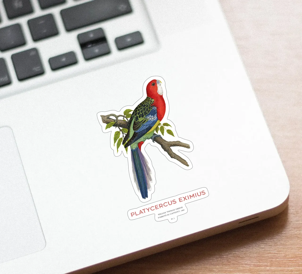 Rosella orientale o Platycercus eximius adesivo da Vintagrafica