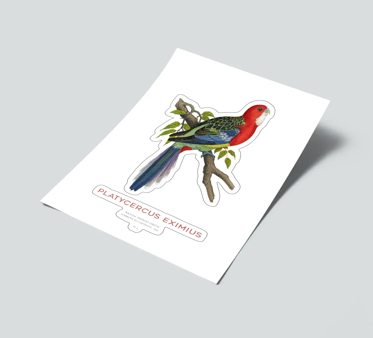 Östliche Rosella oder Platycercus eximius Stickerbogen von Vintagrafica