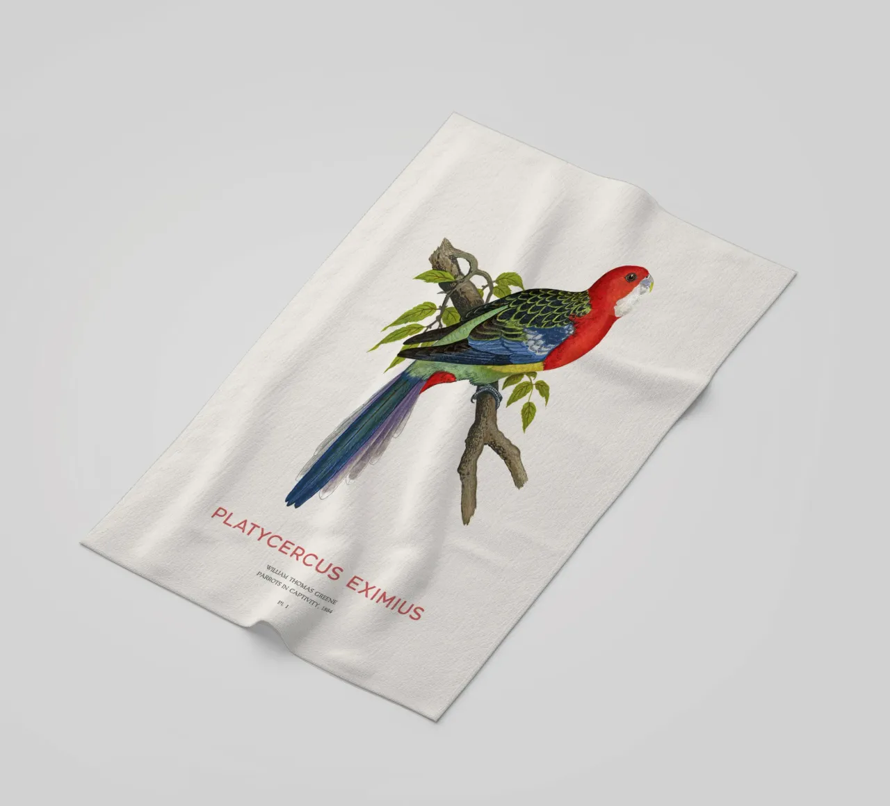 Rosella orientale o Platycercus eximius telo mare da Vintagrafica