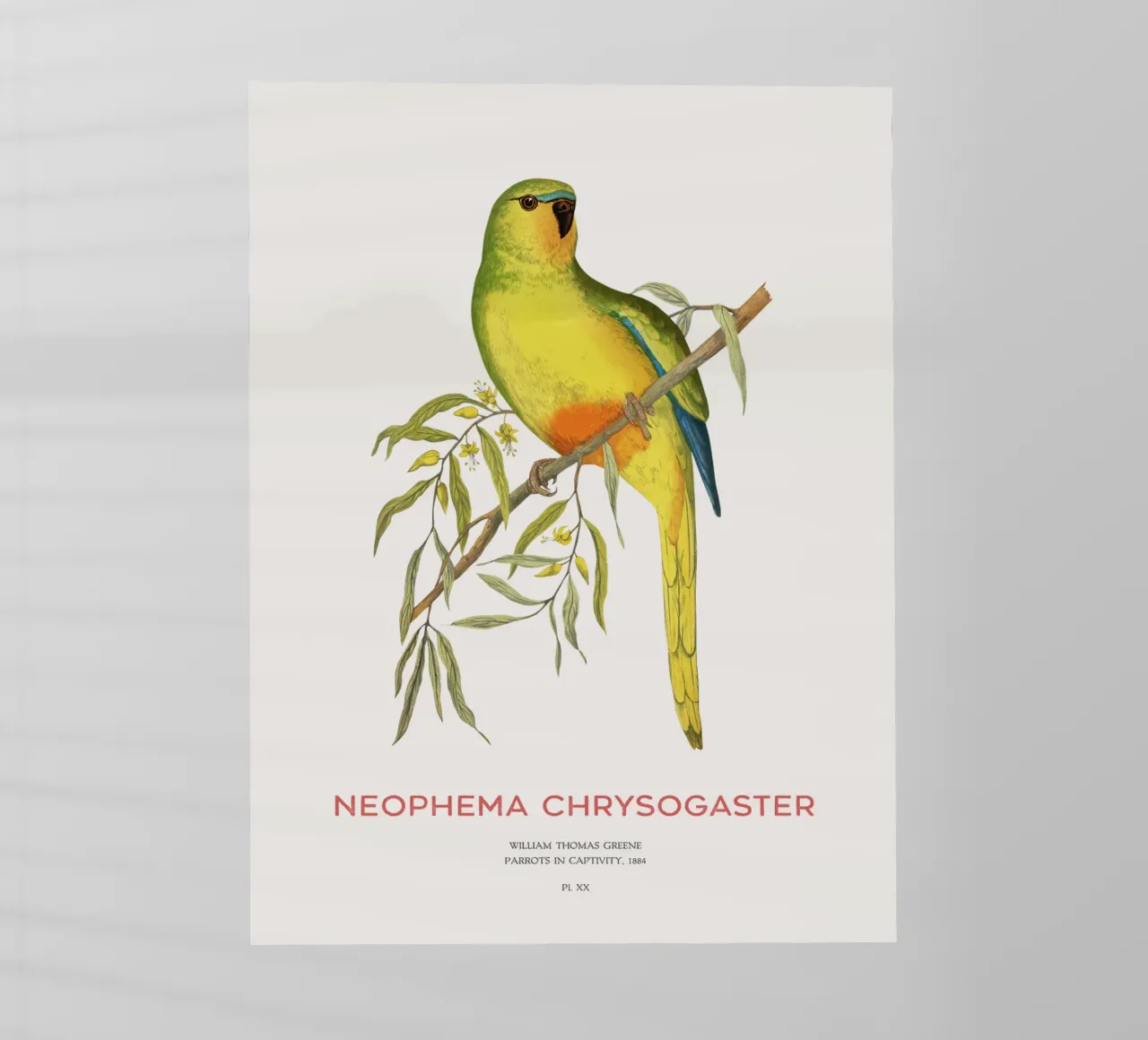 Pappagallo dal ventre arancione o Neophema chrysogaster pellicola backlit da Vintagrafica