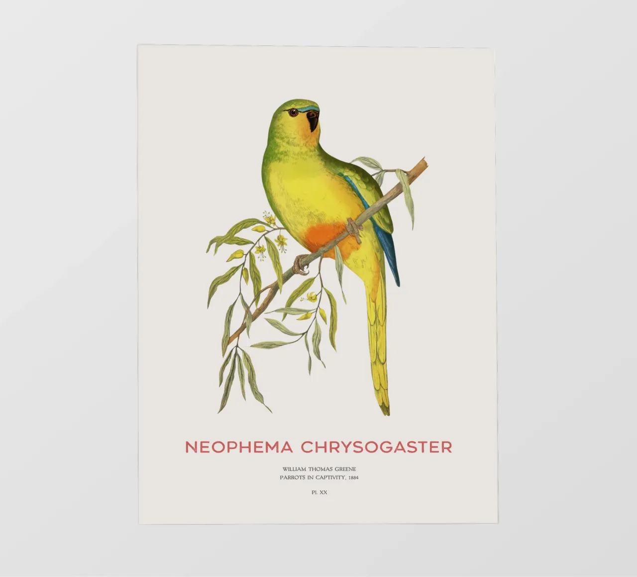 Pappagallo dal ventre arancione o Neophema chrysogaster telo in pvc da Vintagrafica
