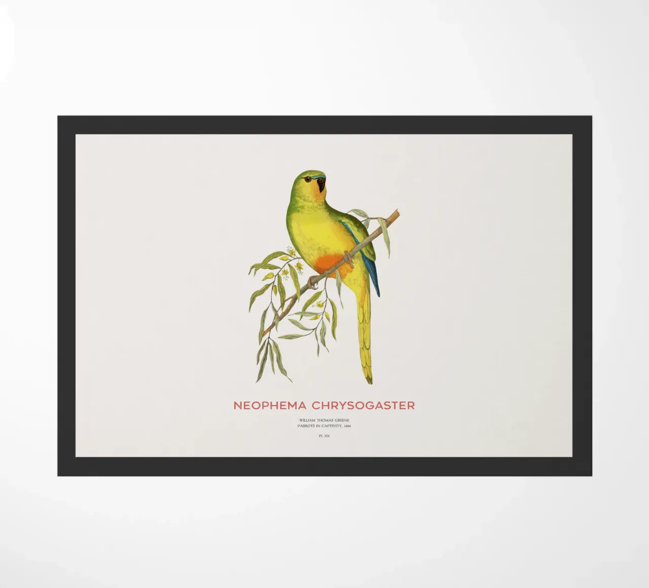 Pappagallo dal ventre arancione o Neophema chrysogaster zerbino da Vintagrafica