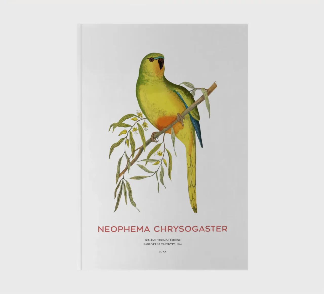 Orangebauchpapagei oder Neophema chrysogaster Notizbuch von Vintagrafica