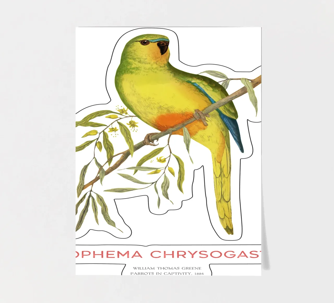 Orangebauchpapagei oder Neophema chrysogaster Stickerbogen von Vintagrafica