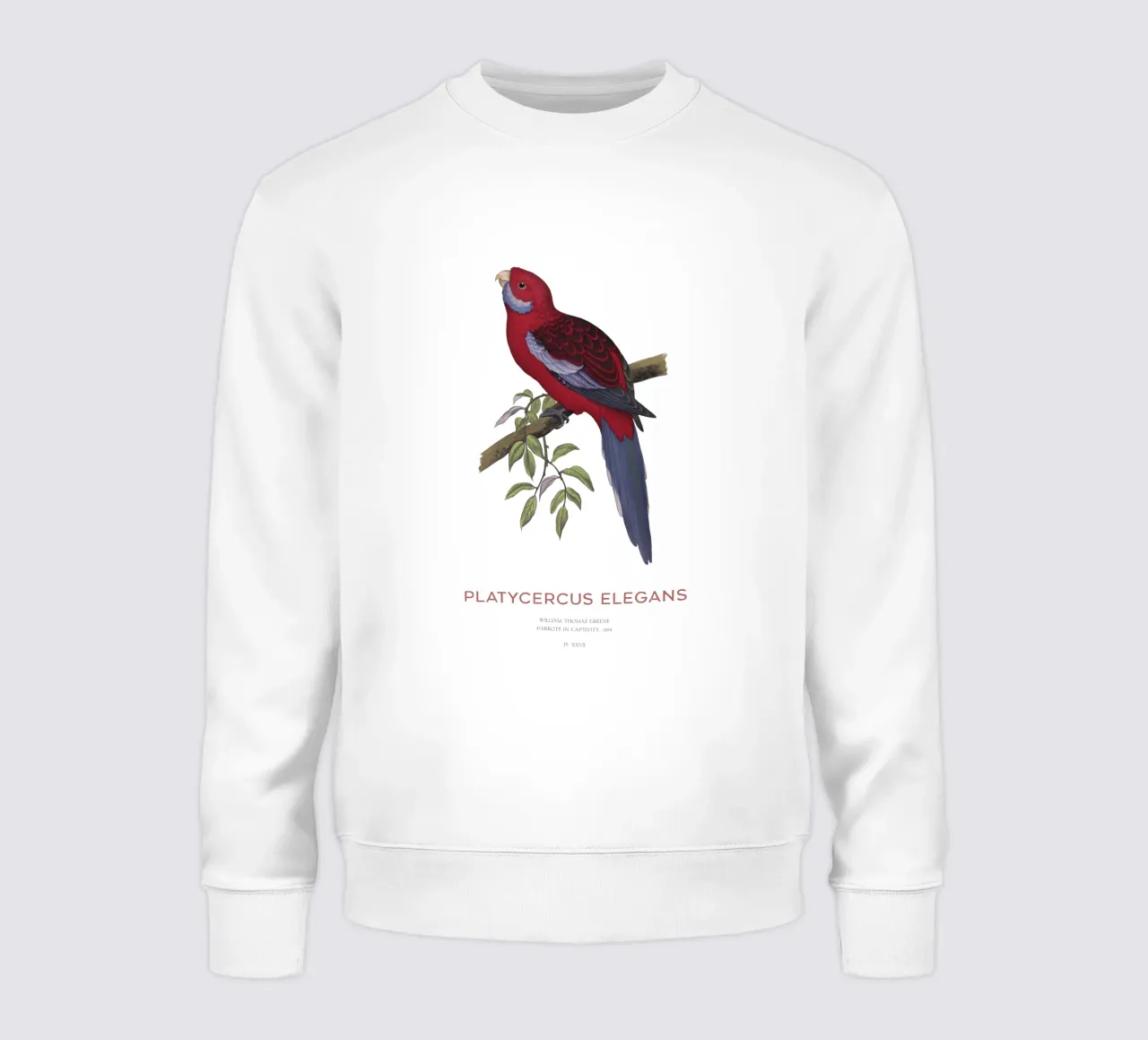 Rosella cremisi o Platycercus elegans felpa da Vintagrafica