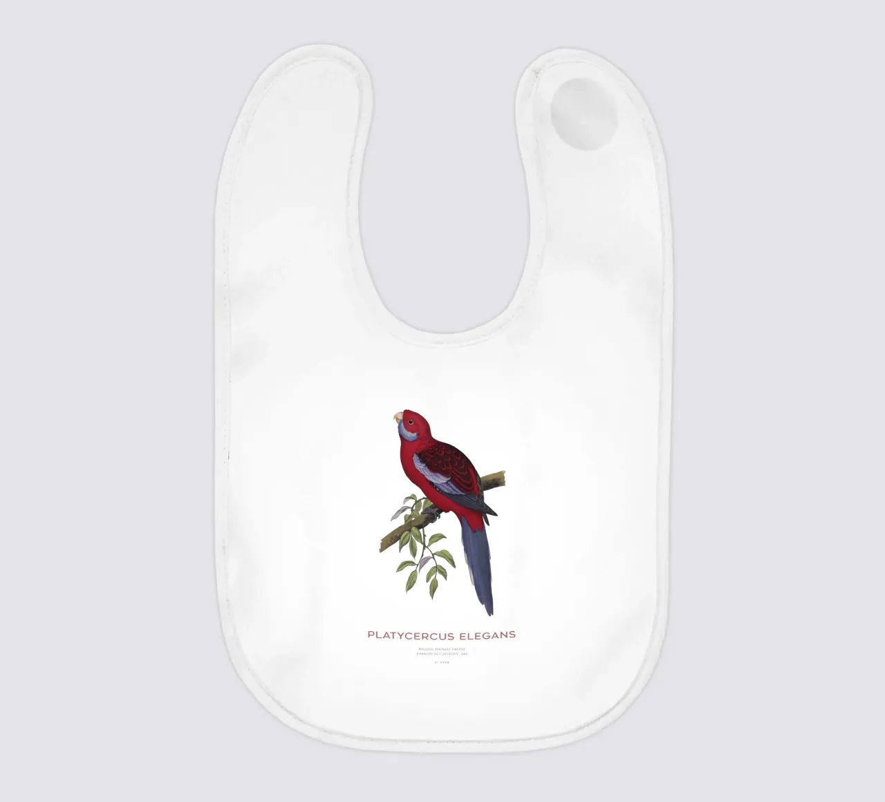 Rosella cremisi o Platycercus elegans bavaglino da Vintagrafica