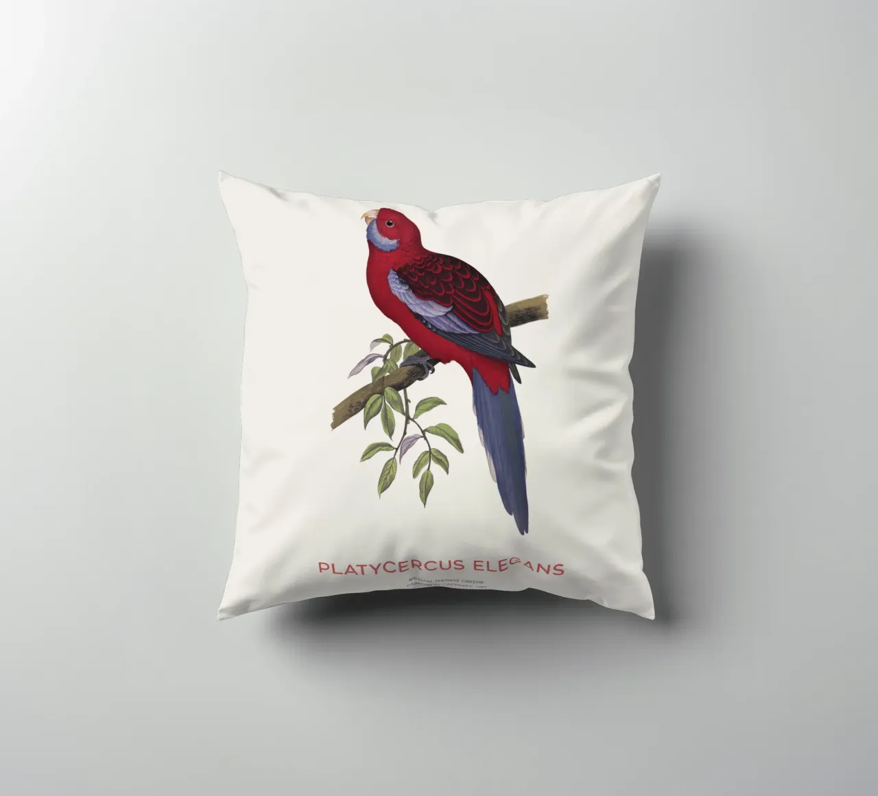 Rosella cremisi o Platycercus elegans cuscino da Vintagrafica