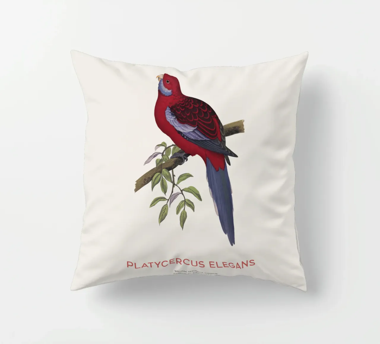 Rosella cremisi o Platycercus elegans cuscino da Vintagrafica