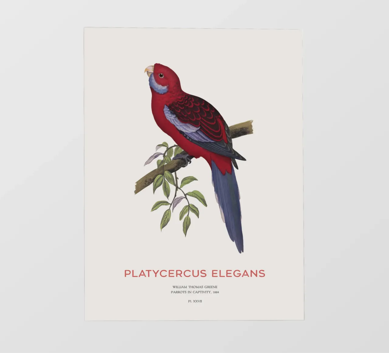 Rosella cremisi o Platycercus elegans pellicola backlit da Vintagrafica