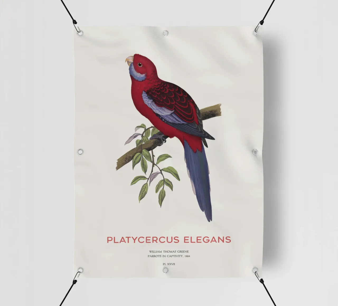 Rosella cremisi o Platycercus elegans telo in pvc da Vintagrafica
