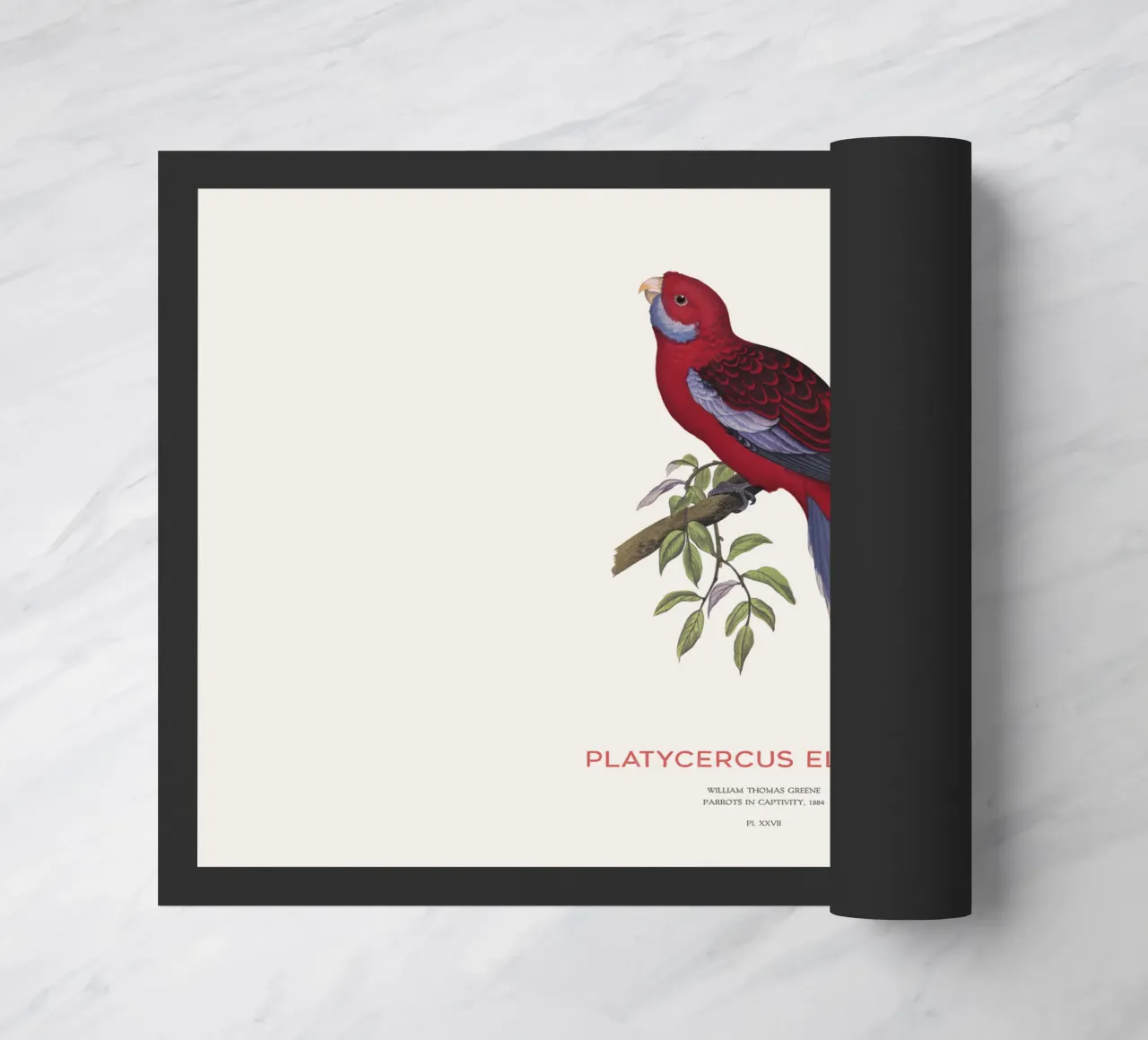 Rosella cremisi o Platycercus elegans zerbino da Vintagrafica