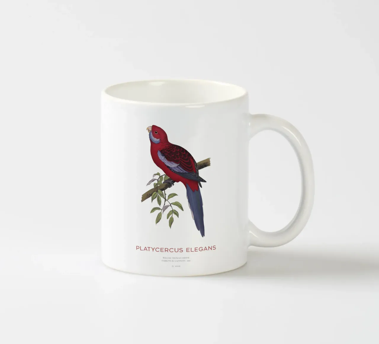 Rosella cremisi o Platycercus elegans tazza in ceramica da Vintagrafica