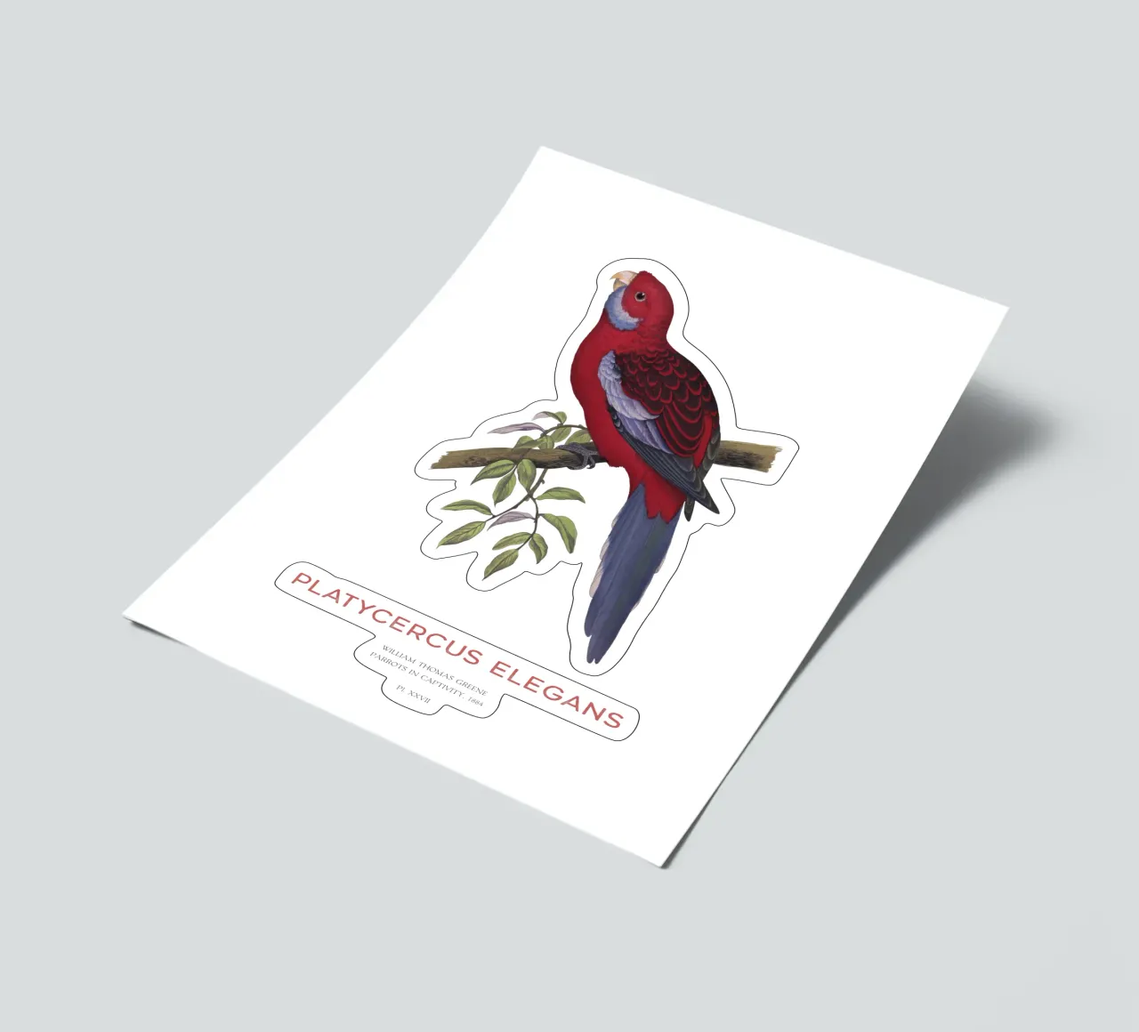 Karminrote Rosella oder Platycercus elegans Stickerbogen von Vintagrafica