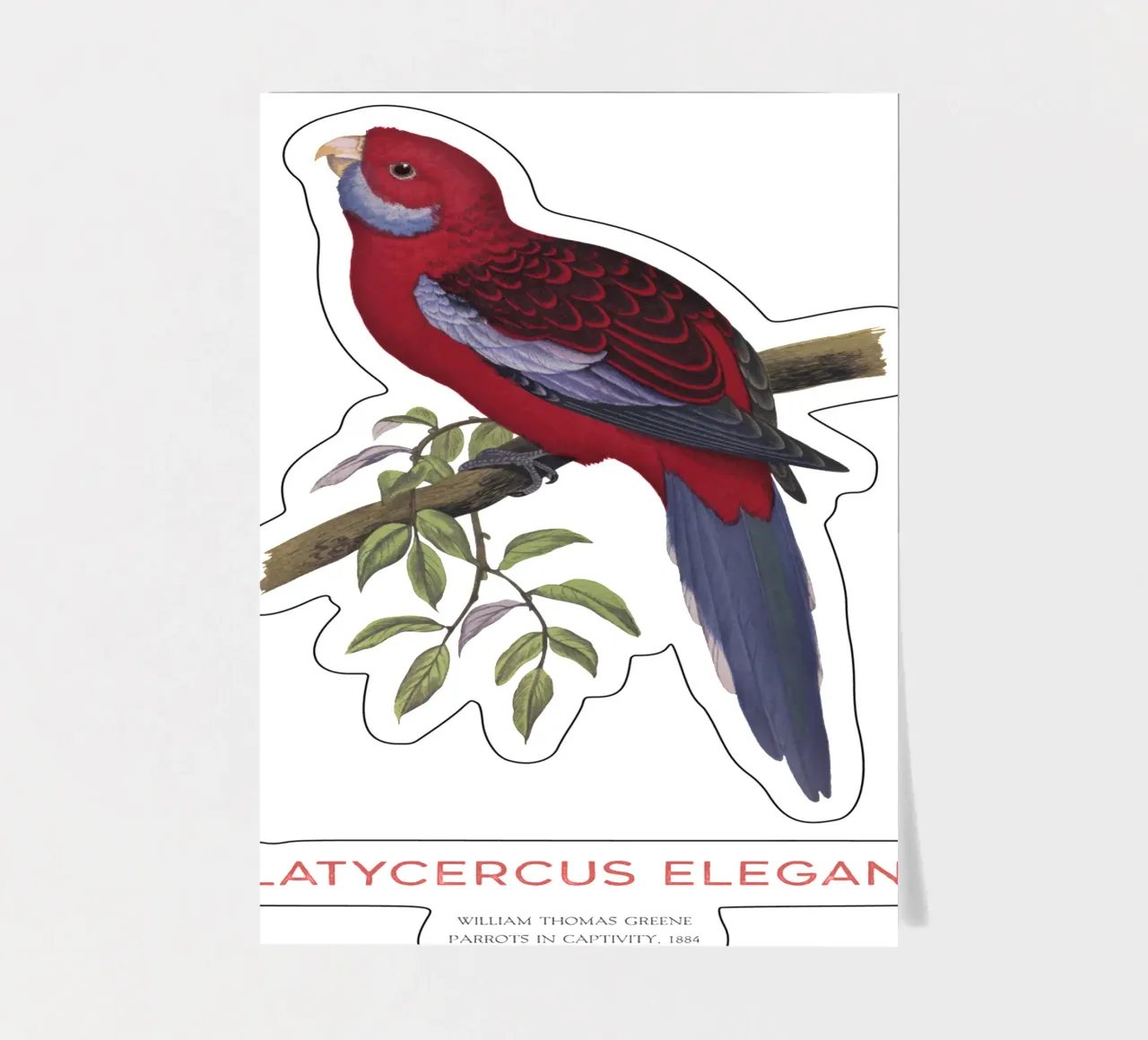 Karminrote Rosella oder Platycercus elegans Stickerbogen von Vintagrafica