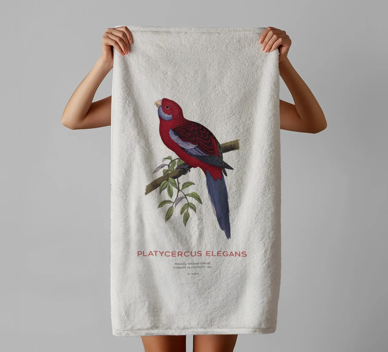 Rosella cremisi o Platycercus elegans asciugamano da bagno da Vintagrafica