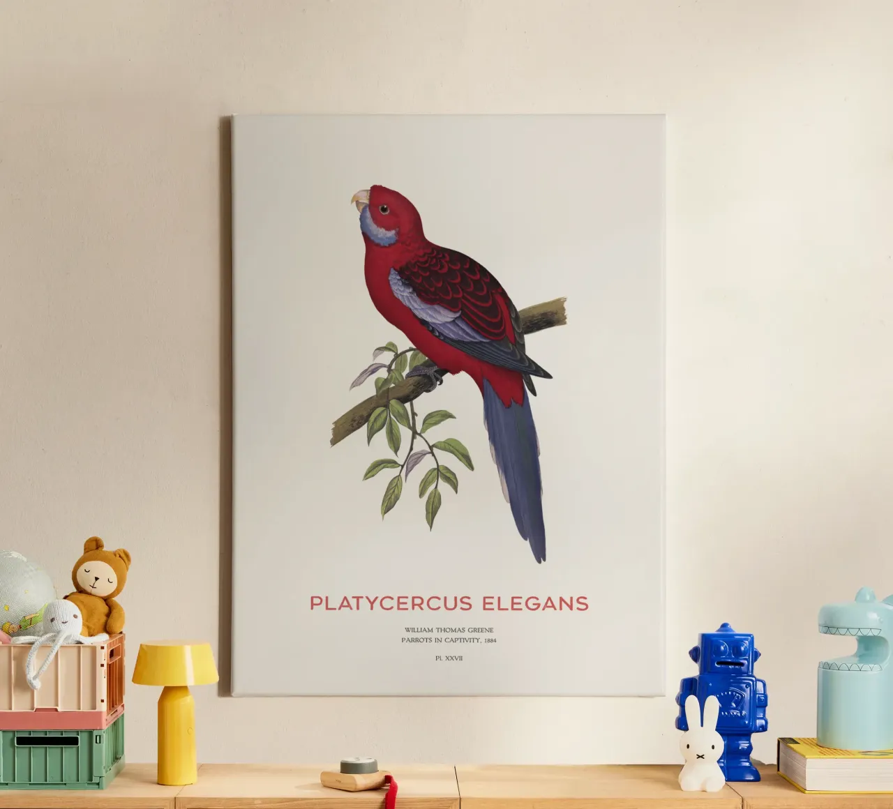 Rosella cremisi o Platycercus elegans tela con Cornice a cassetta da Vintagrafica