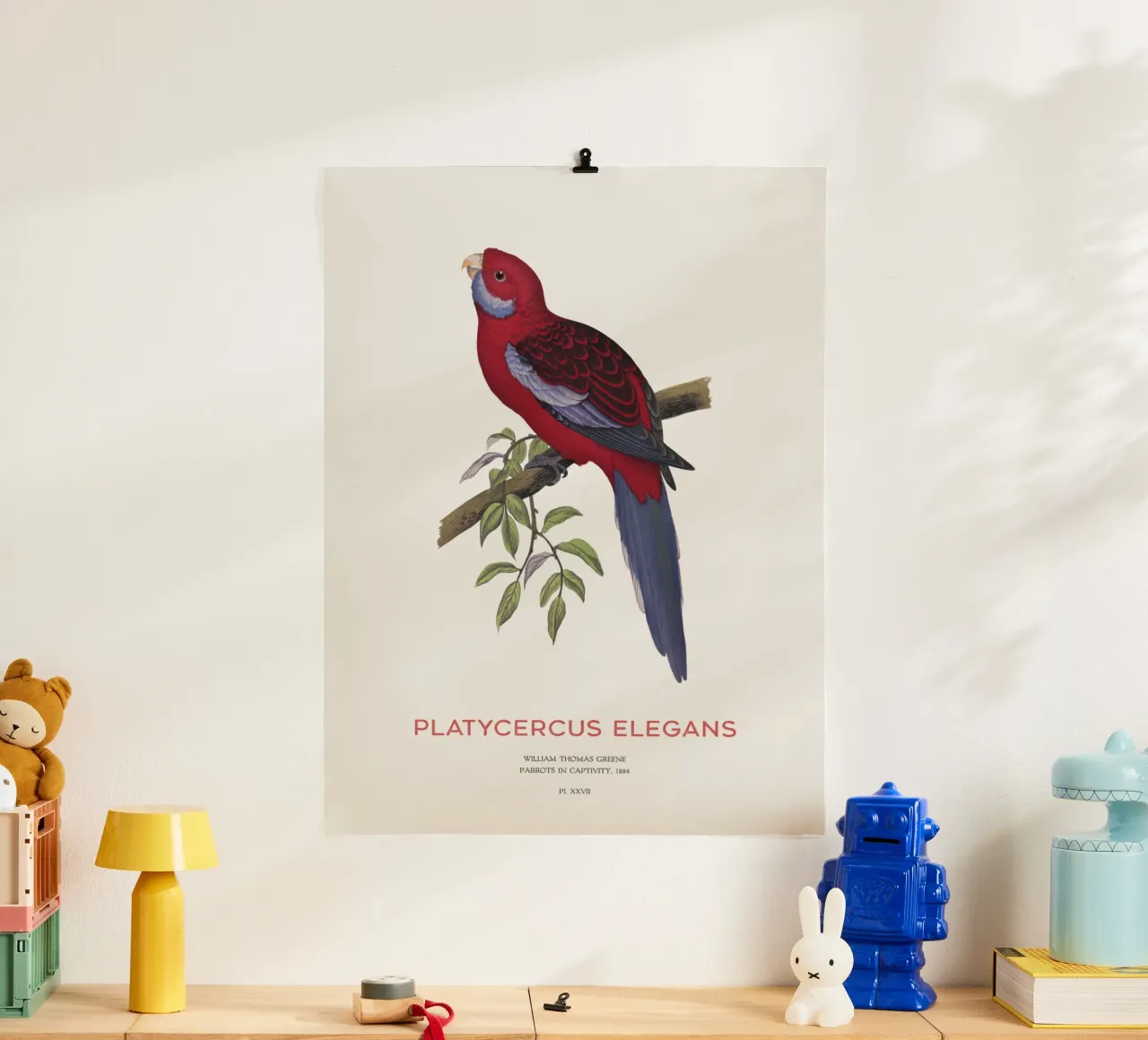 Rosella cremisi o Platycercus elegans poster da Vintagrafica