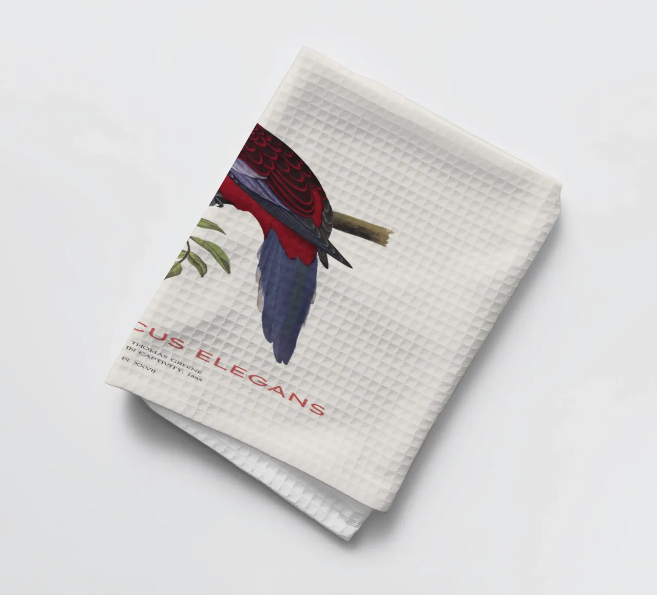 Rosella cremisi o Platycercus elegans canovaccio da cucina da Vintagrafica