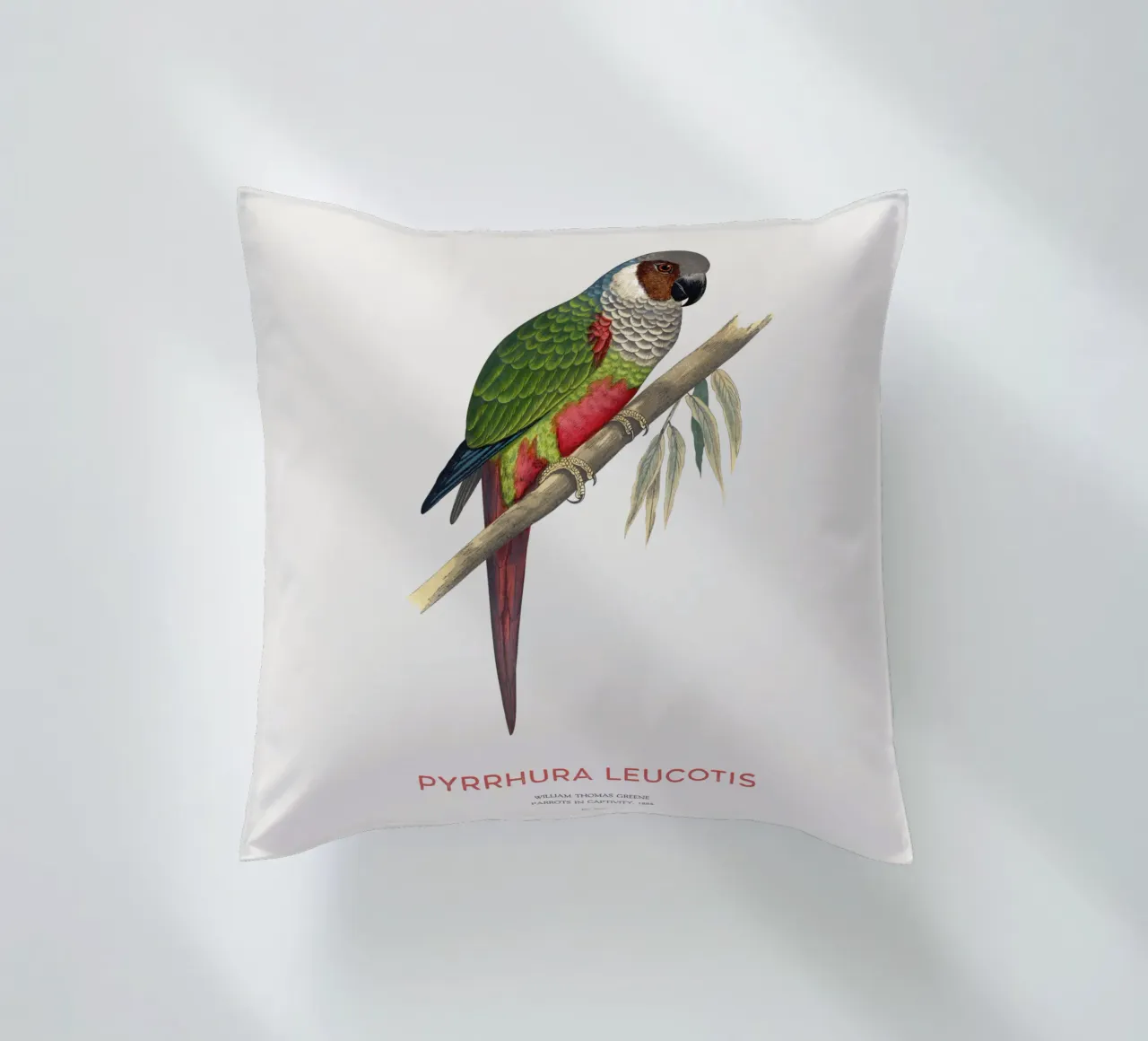Parrocchetto dalle orecchie bianche o Pyrrhura leucotis cuscino da Vintagrafica