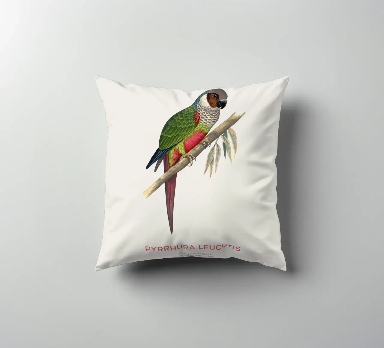Parrocchetto dalle orecchie bianche o Pyrrhura leucotis cuscino da Vintagrafica
