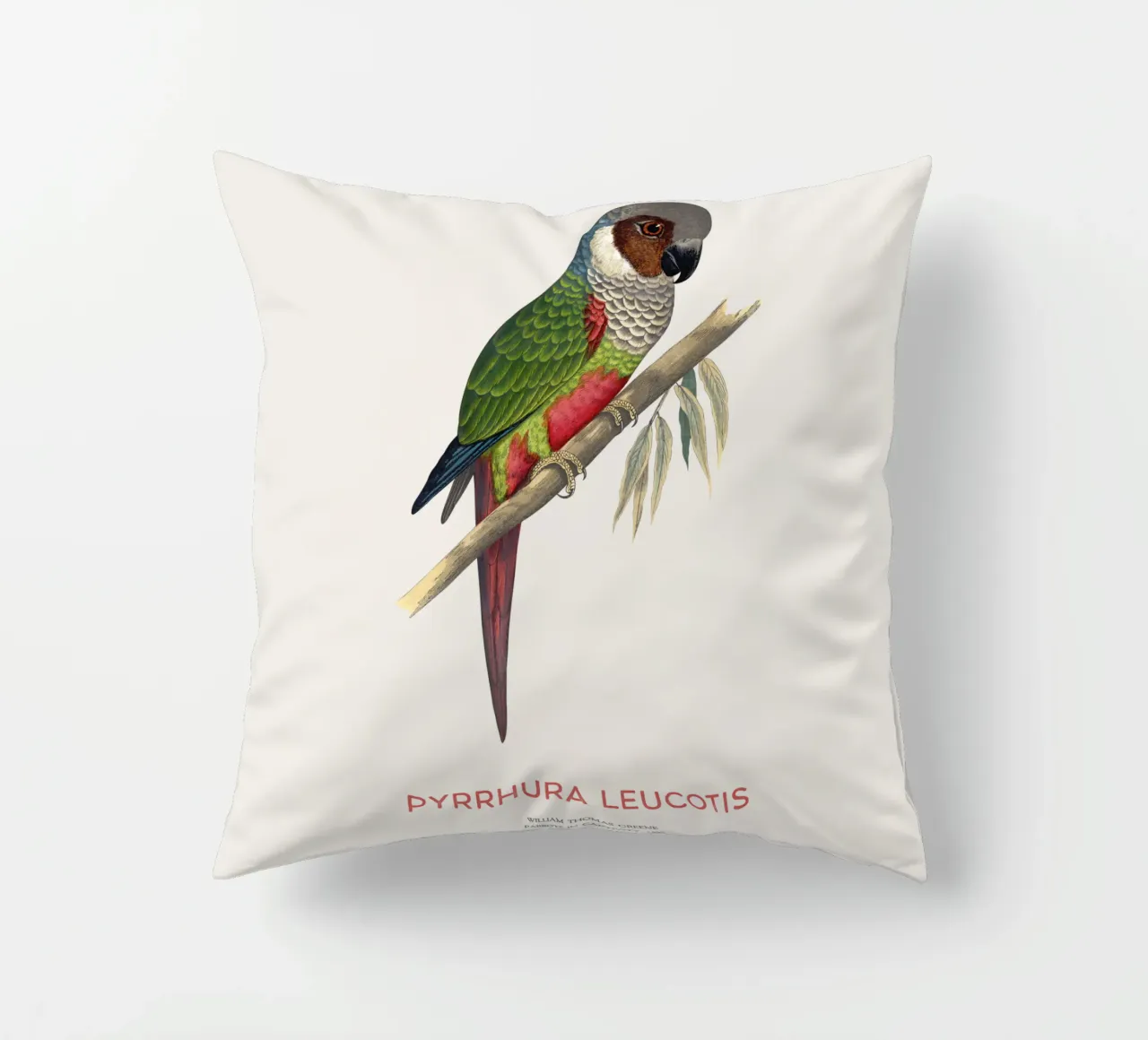 Parrocchetto dalle orecchie bianche o Pyrrhura leucotis cuscino da Vintagrafica
