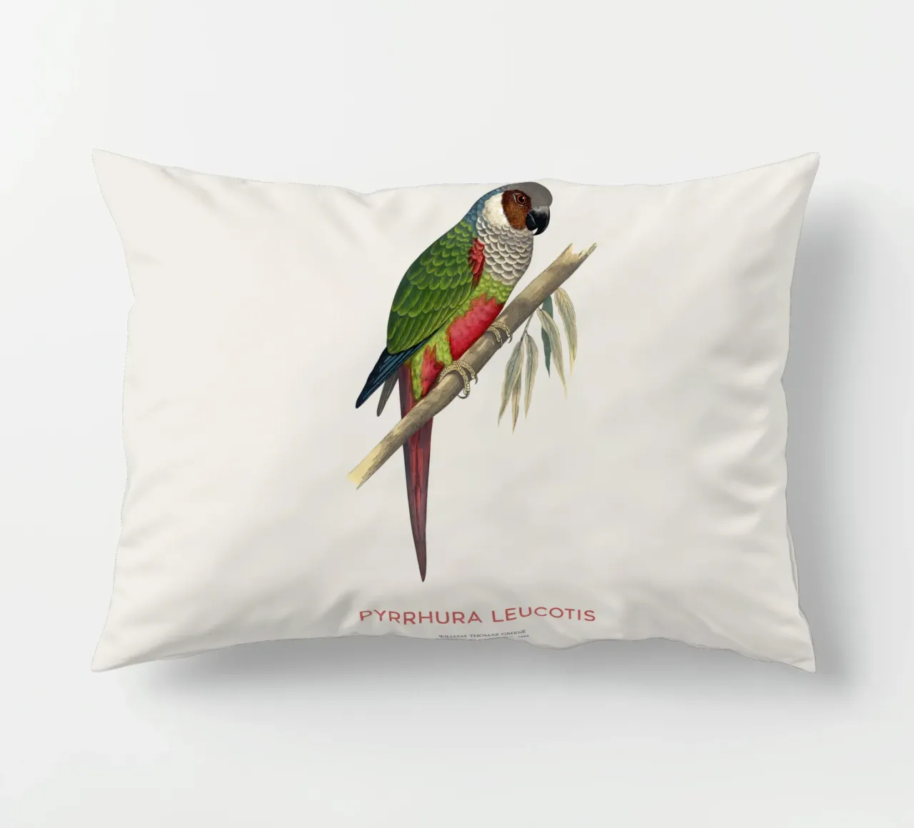 Parrocchetto dalle orecchie bianche o Pyrrhura leucotis cuscino da Vintagrafica