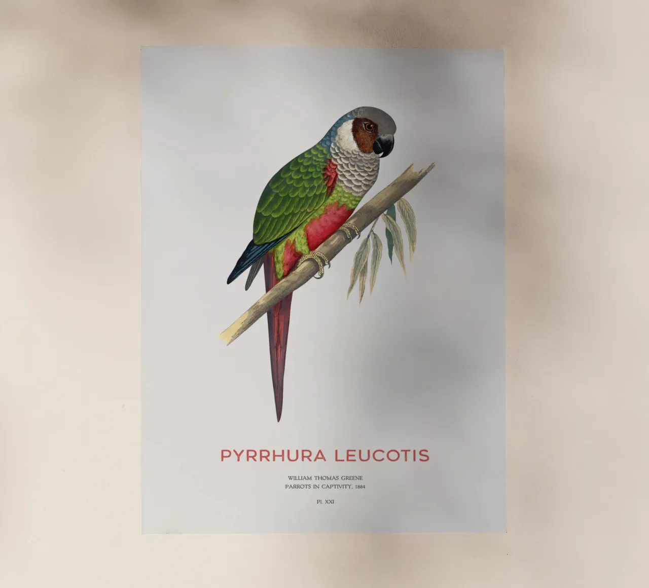 Parrocchetto dalle orecchie bianche o Pyrrhura leucotis pellicola backlit da Vintagrafica