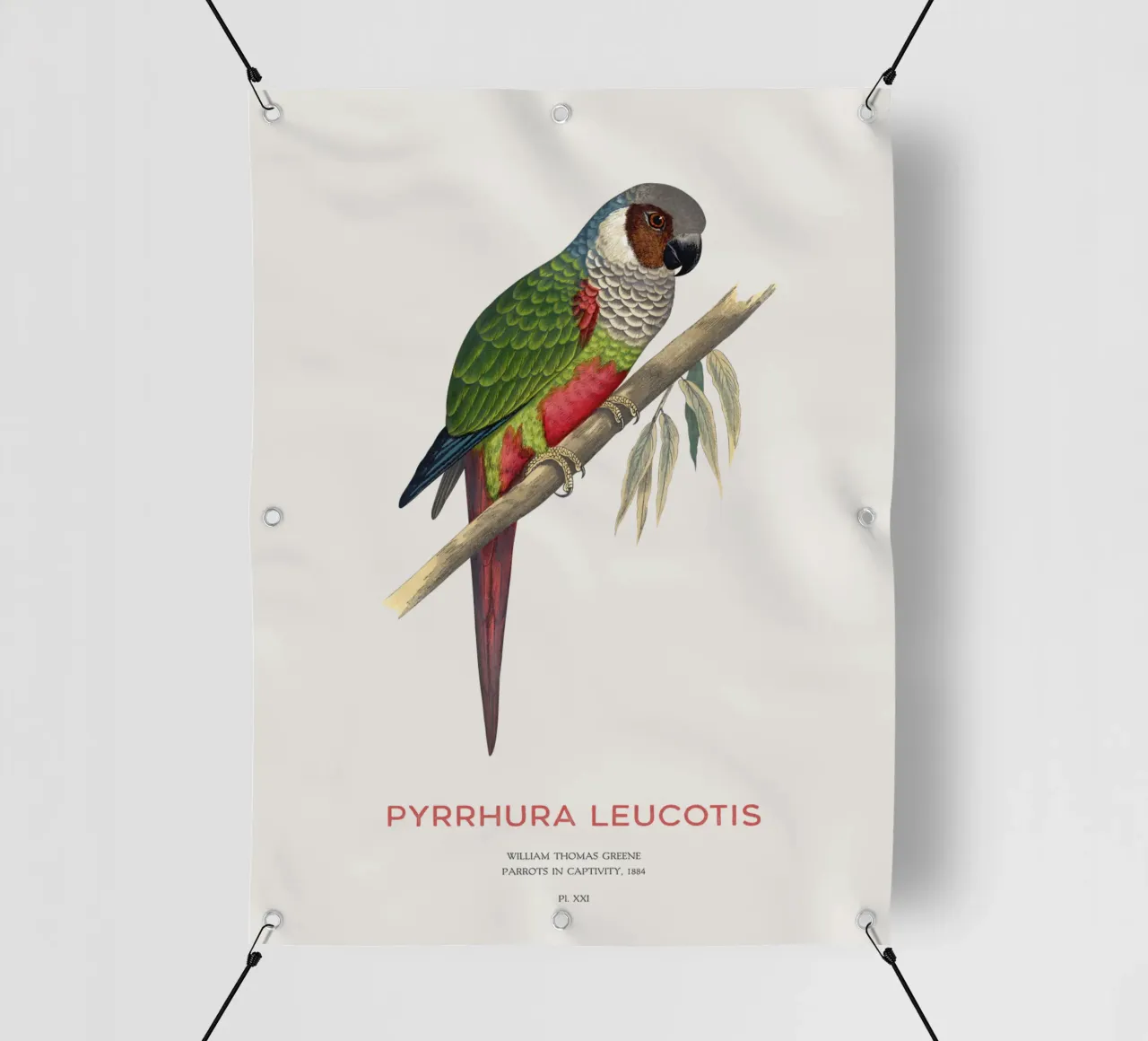 Weißohrsittich oder Pyrrhura leucotis PVC Plane von Vintagrafica